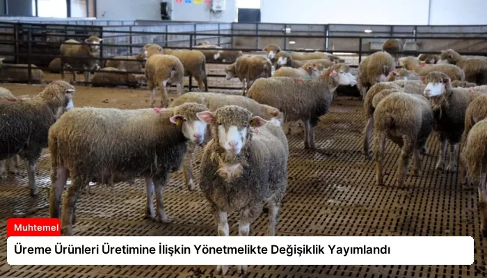 Üreme Ürünleri Üretimine İlişkin Yönetmelikte Değişiklik Yayımlandı