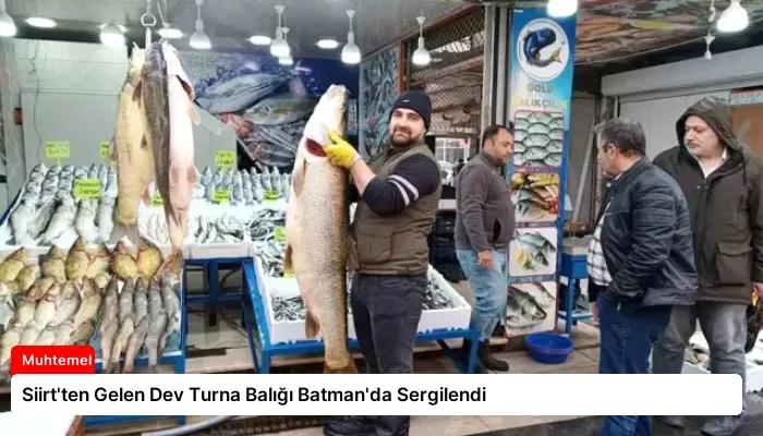 Siirt’ten Gelen Dev Turna Balığı Batman’da Sergilendi