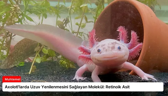 Axolotl’larda Uzuv Yenilenmesini Sağlayan Molekül: Retinoik Asit