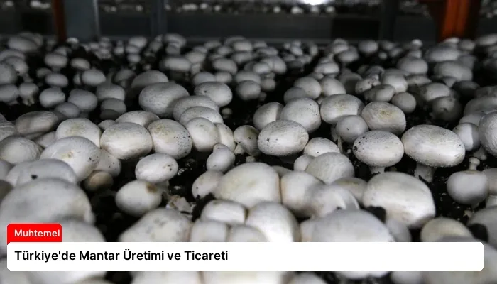 Türkiye’de Mantar Üretimi ve Ticareti