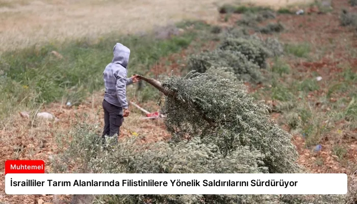 İsrailliler Tarım Alanlarında Filistinlilere Yönelik Saldırılarını Sürdürüyor