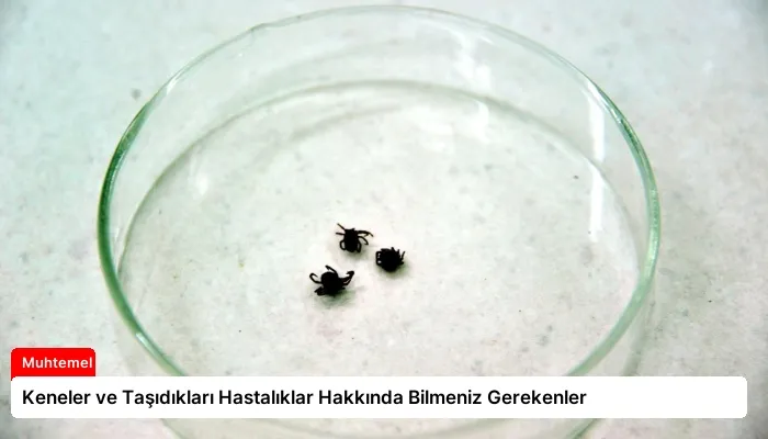 Keneler ve Taşıdıkları Hastalıklar Hakkında Bilmeniz Gerekenler