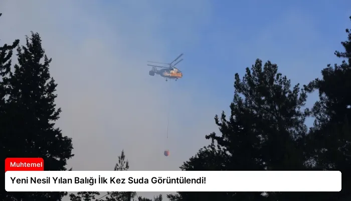 Yeni Nesil Yılan Balığı İlk Kez Suda Görüntülendi!