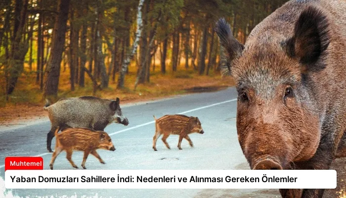 Yaban Domuzları Sahillere İndi: Nedenleri ve Alınması Gereken Önlemler