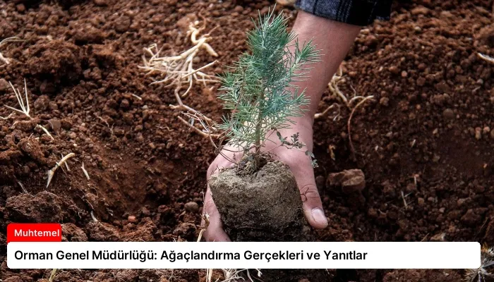 Orman Genel Müdürlüğü: Ağaçlandırma Gerçekleri ve Yanıtlar