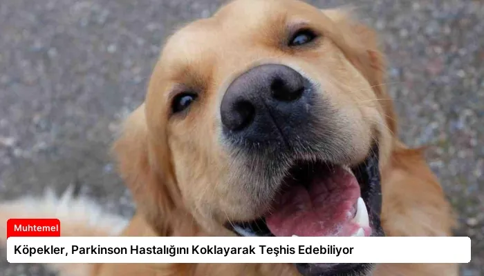 Köpekler, Parkinson Hastalığını Koklayarak Teşhis Edebiliyor