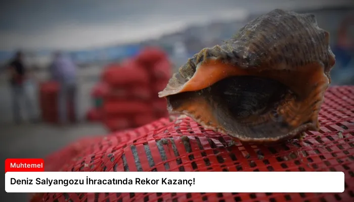 Deniz Salyangozu İhracatında Rekor Kazanç!