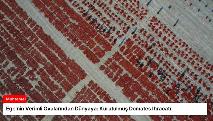 Ege’nin Verimli Ovalarından Dünyaya: Kurutulmuş Domates İhracatı