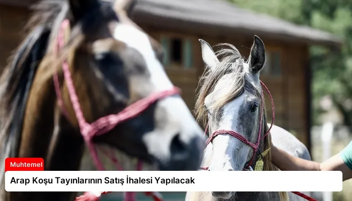 Arap Koşu Tayınlarının Satış İhalesi Yapılacak