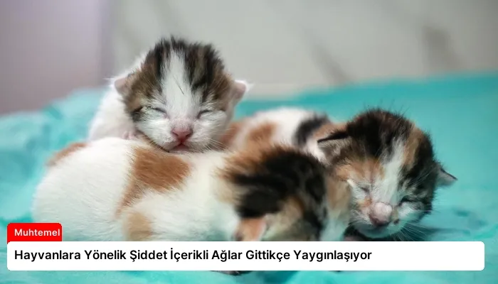 Hayvanlara Yönelik Şiddet İçerikli Ağlar Gittikçe Yaygınlaşıyor