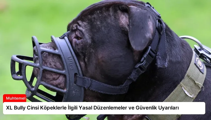 XL Bully Cinsi Köpeklerle İlgili Yasal Düzenlemeler ve Güvenlik Uyarıları