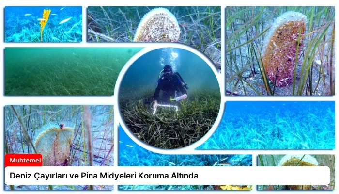 Deniz Çayırları ve Pina Midyeleri Koruma Altında
