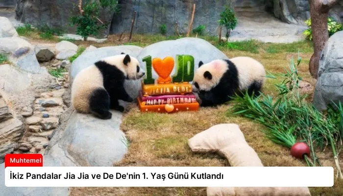 İkiz Pandalar Jia Jia ve De De’nin 1. Yaş Günü Kutlandı