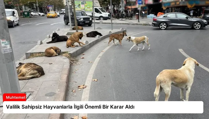 Valilik Sahipsiz Hayvanlarla İlgili Önemli Bir Karar Aldı