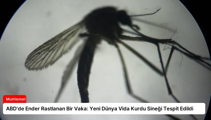 ABD’de Ender Rastlanan Bir Vaka: Yeni Dünya Vida Kurdu Sineği Tespit Edildi