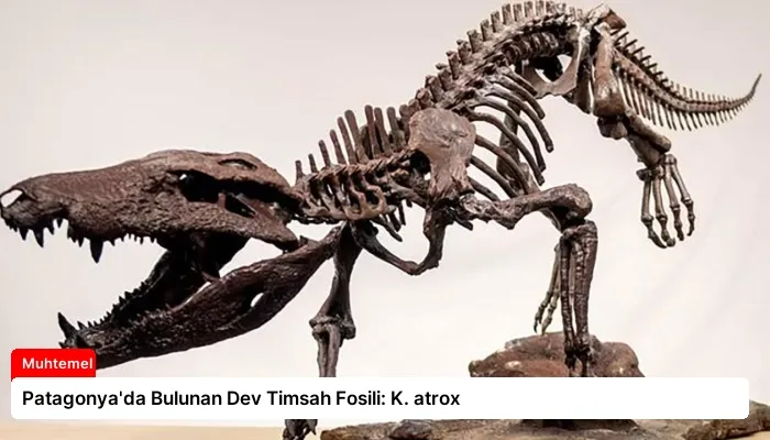 Patagonya’da Bulunan Dev Timsah Fosili: K. atrox
