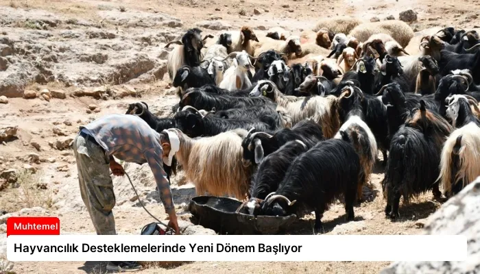 Hayvancılık Desteklemelerinde Yeni Dönem Başlıyor