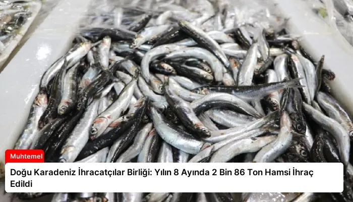 Doğu Karadeniz İhracatçılar Birliği: Yılın 8 Ayında 2 Bin 86 Ton Hamsi İhraç Edildi