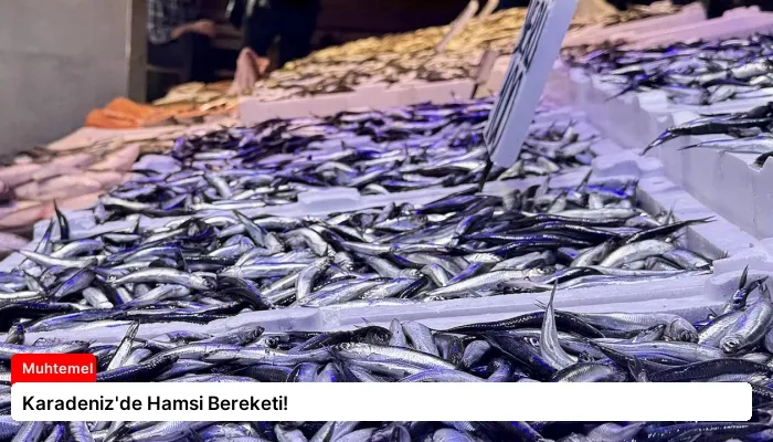 Karadeniz’de Hamsi Bereketi!