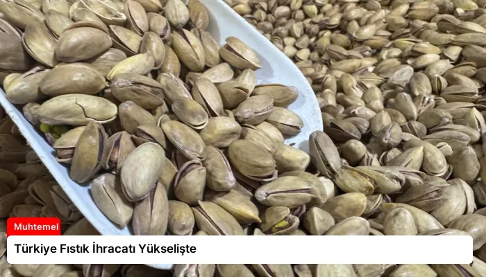 Türkiye Fıstık İhracatı Yükselişte