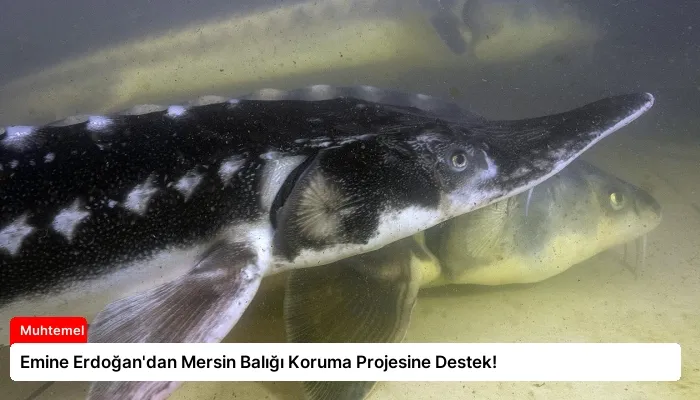 Emine Erdoğan’dan Mersin Balığı Koruma Projesine Destek!