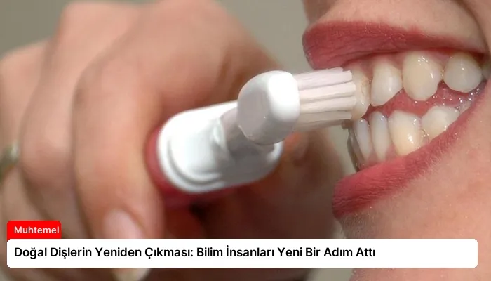 Doğal Dişlerin Yeniden Çıkması: Bilim İnsanları Yeni Bir Adım Attı