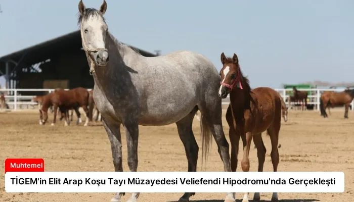 TİGEM’in Elit Arap Koşu Tayı Müzayedesi Veliefendi Hipodromu’nda Gerçekleşti