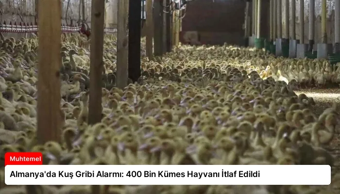 Almanya’da Kuş Gribi Alarmı: 400 Bin Kümes Hayvanı İtlaf Edildi