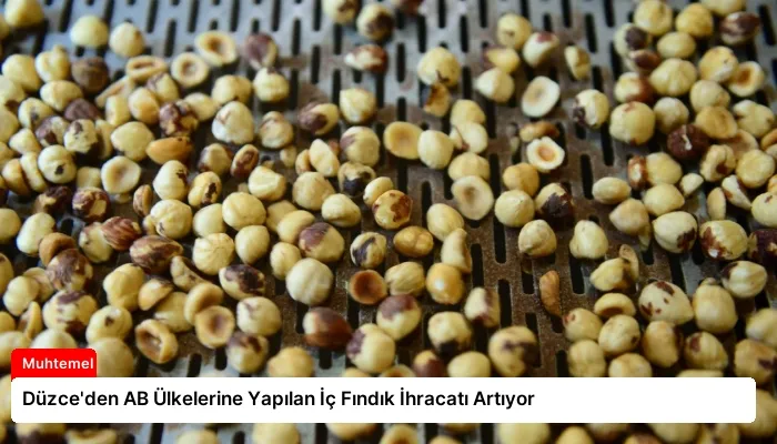 Düzce’den AB Ülkelerine Yapılan İç Fındık İhracatı Artıyor