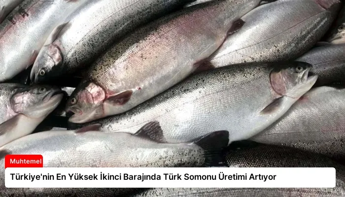 Türkiye’nin En Yüksek İkinci Barajında Türk Somonu Üretimi Artıyor