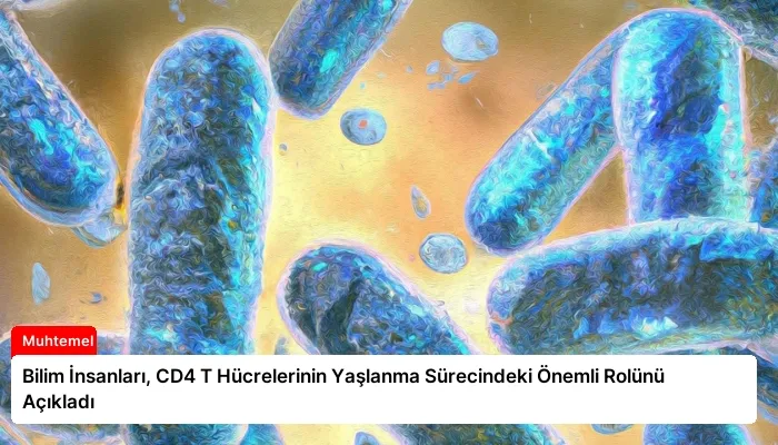 Bilim İnsanları, CD4 T Hücrelerinin Yaşlanma Sürecindeki Önemli Rolünü Açıkladı