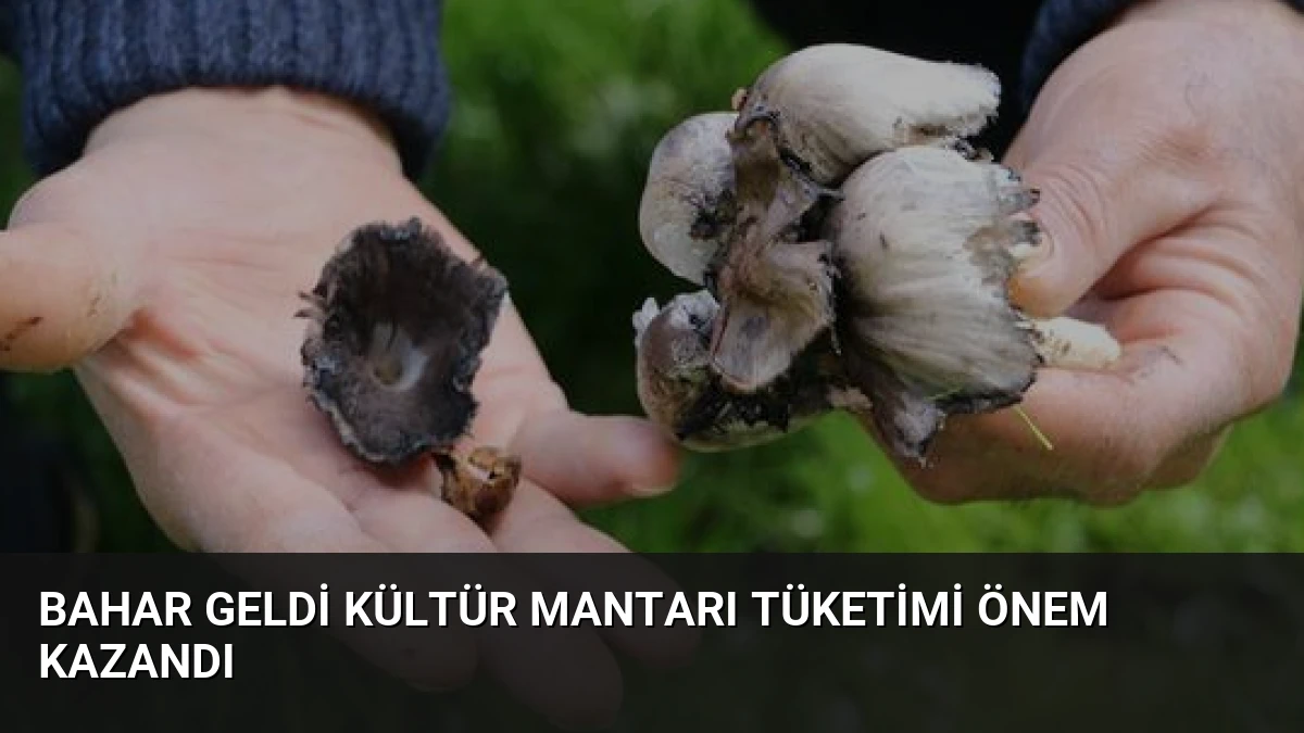 Bahar Geldi Kültür Mantarı Tüketimi Önem Kazandı