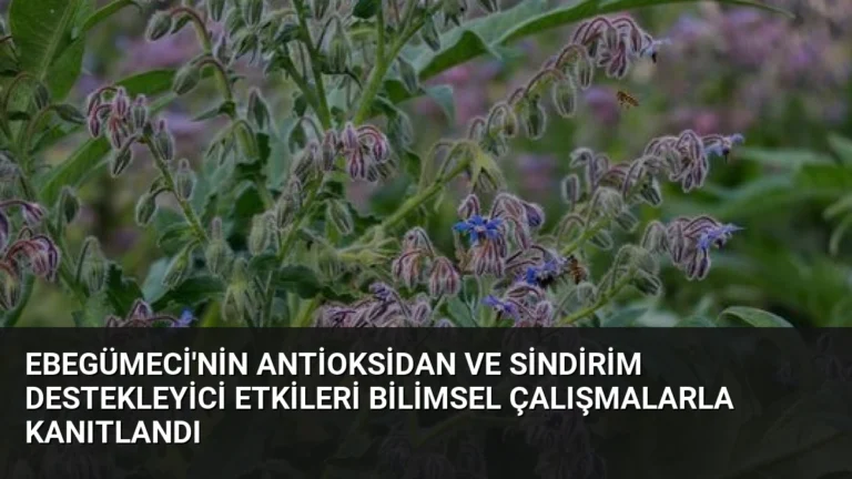 Ebegümeci’nin Antioksidan ve Sindirim Destekleyici Etkileri Bilimsel Çalışmalarla Kanıtlandı