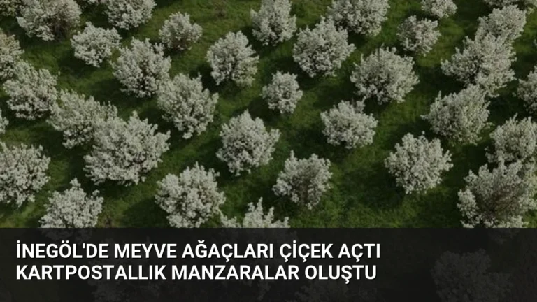 İnegöl’de Meyve Ağaçları Çiçek Açtı Kartpostallık Manzaralar Oluştu