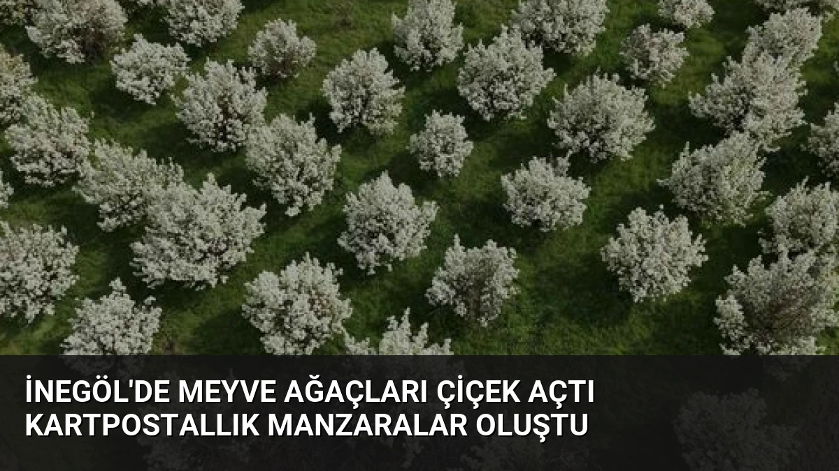 İnegöl’de Meyve Ağaçları Çiçek Açtı Kartpostallık Manzaralar Oluştu
