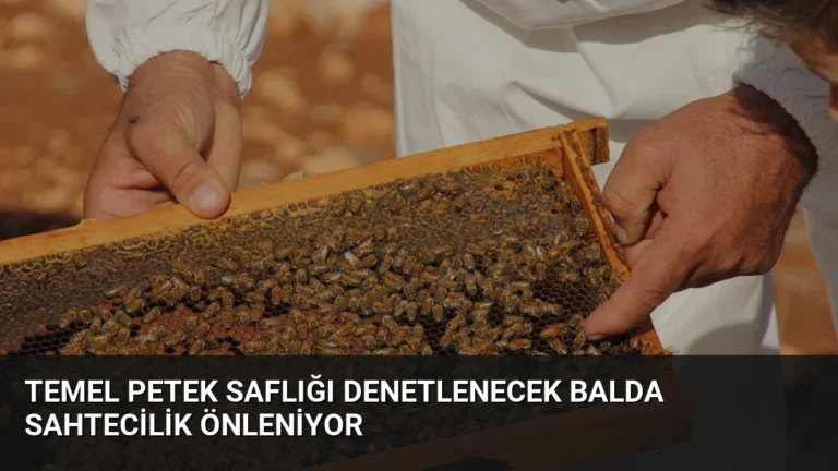 Temel Petek Saflığı Denetlenecek Balda Sahtecilik Önleniyor