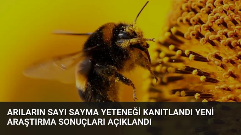 Arıların Sayı Sayma Yeteneği Kanıtlandı Yeni Araştırma Sonuçları Açıklandı