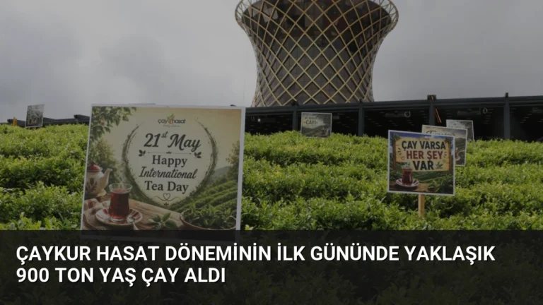 ÇAYKUR Hasat Döneminin İlk Gününde Yaklaşık 900 Ton Yaş Çay Aldı