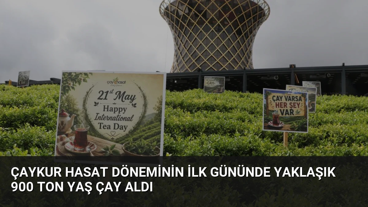 ÇAYKUR Hasat Döneminin İlk Gününde Yaklaşık 900 Ton Yaş Çay Aldı