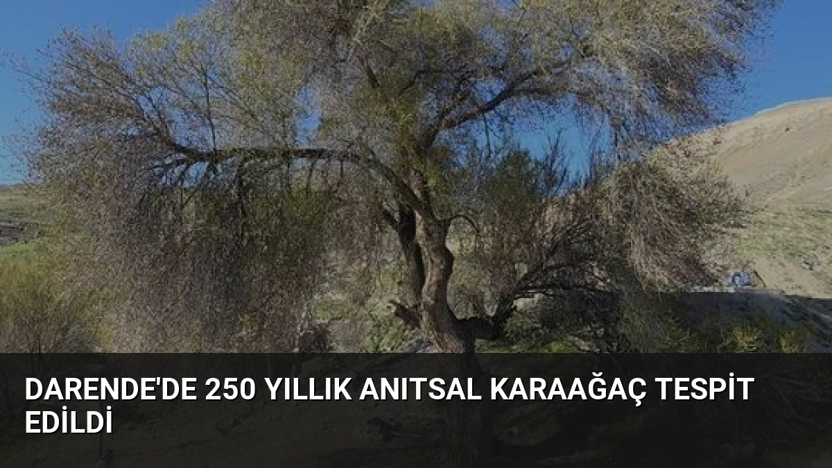 Darende’de 250 Yıllık Anıtsal Karaağaç Tespit Edildi