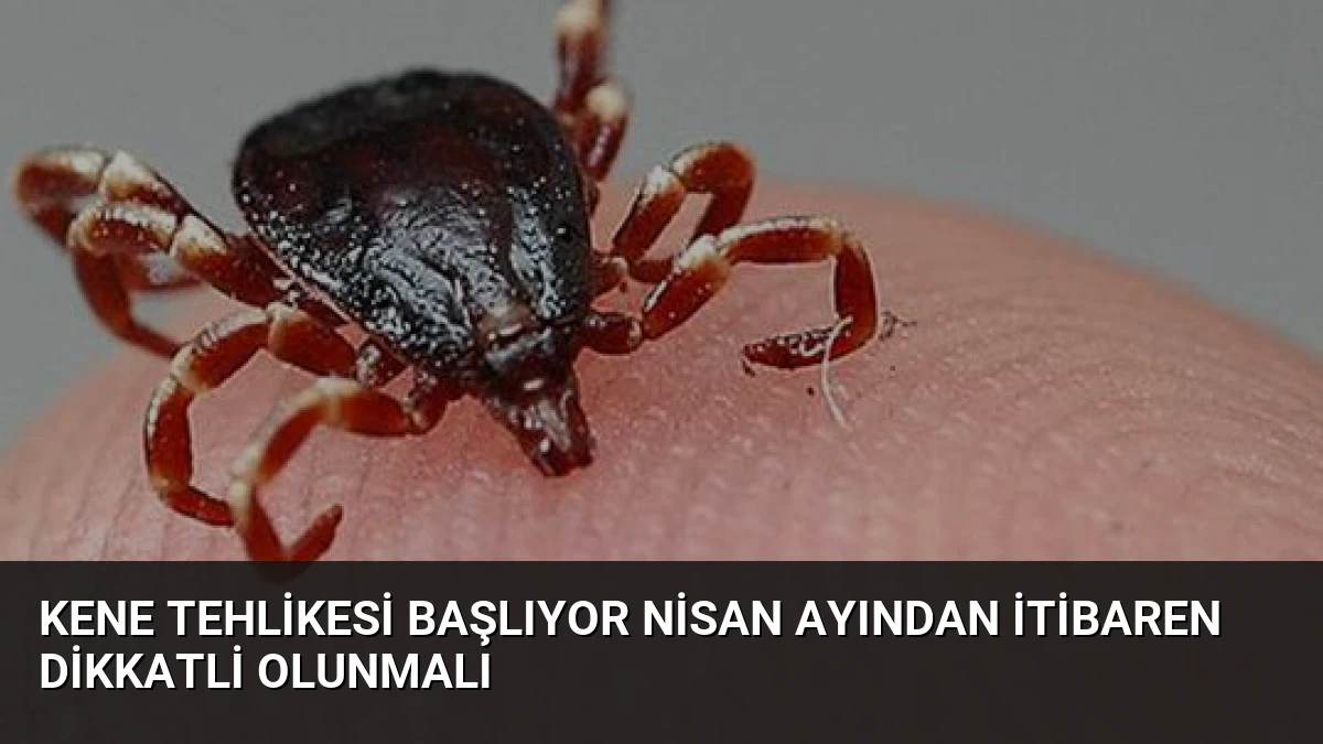 Kene Tehlikesi Başlıyor Nisan Ayından İtibaren Dikkatli Olunmalı