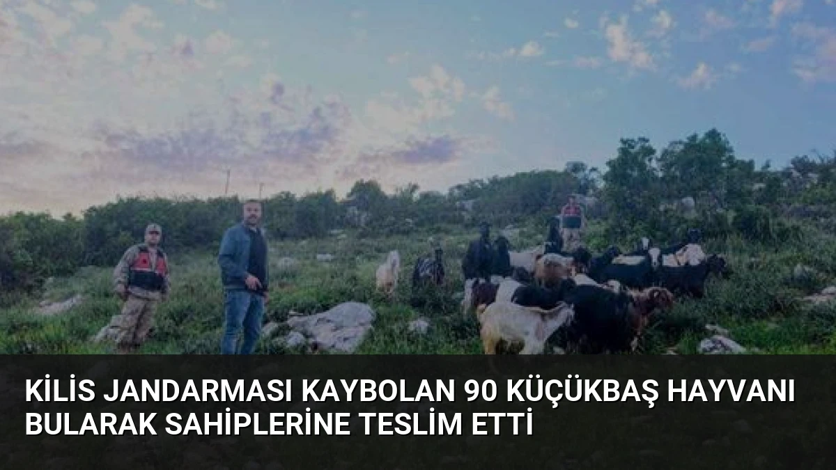 Kilis Jandarması Kaybolan 90 Küçükbaş Hayvanı Bularak Sahiplerine Teslim Etti
