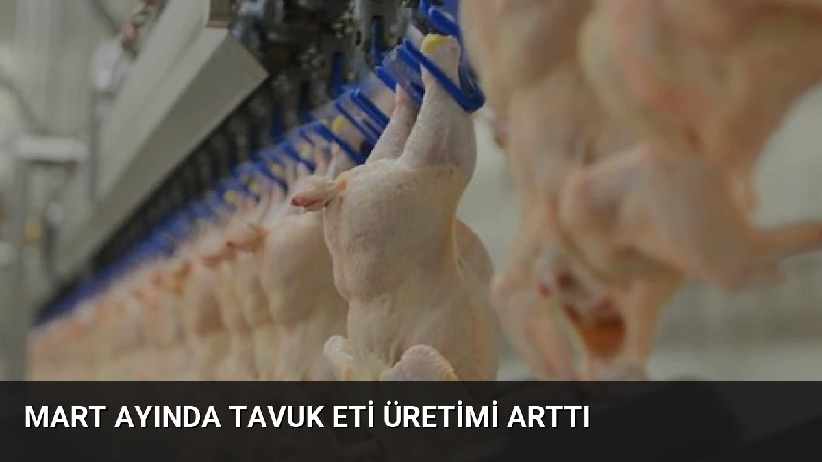 Mart Ayında Tavuk Eti Üretimi Arttı