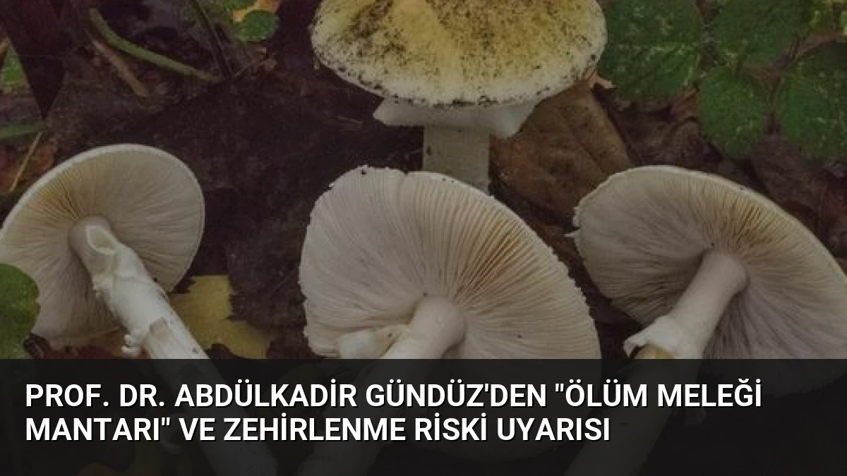 Prof. Dr. Abdülkadir Gündüz’den “Ölüm Meleği Mantarı” ve Zehirlenme Riski Uyarısı