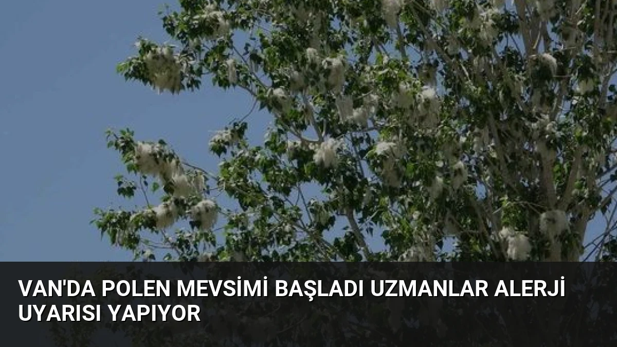 Van’da Polen Mevsimi Başladı Uzmanlar Alerji Uyarısı Yapıyor