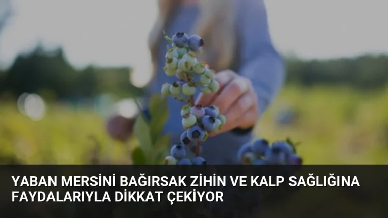 Yaban Mersini Bağırsak Zihin ve Kalp Sağlığına Faydalarıyla Dikkat Çekiyor