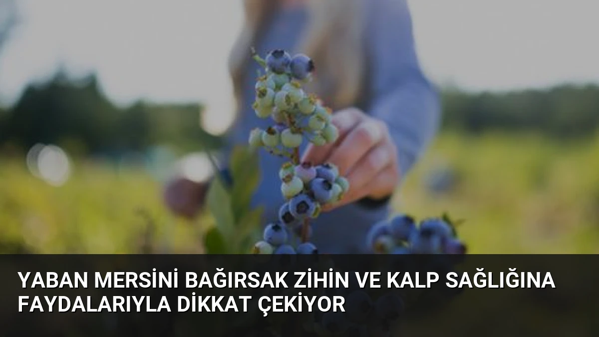 Yaban Mersini Bağırsak Zihin ve Kalp Sağlığına Faydalarıyla Dikkat Çekiyor