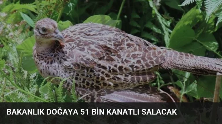 Bakanlık Doğaya 51 Bin Kanatlı Salacak