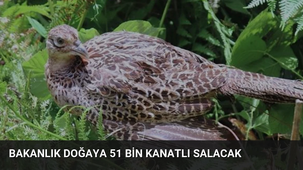 Bakanlık Doğaya 51 Bin Kanatlı Salacak
